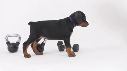 Doberman Puppy Stockbeeldmateriaal 89211095