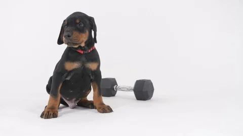 Doberman Puppy Stockbeeldmateriaal 89211938