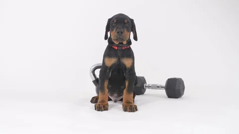 Doberman Puppy Stockbeeldmateriaal 89212774