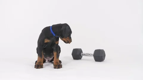 Doberman Puppy Stockbeeldmateriaal 89214084