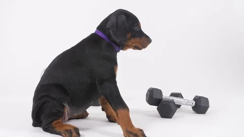 Doberman Puppy Stockbeeldmateriaal 89214675