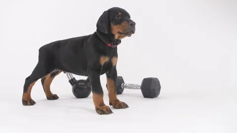 Doberman Puppy Stockbeeldmateriaal 89214955