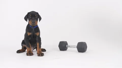 Doberman Puppy Stockbeeldmateriaal 89216252