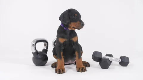 Doberman Puppy Stockbeeldmateriaal 89216870