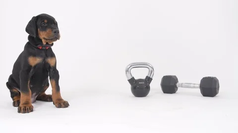 Doberman Puppy Stockbeeldmateriaal 89217368