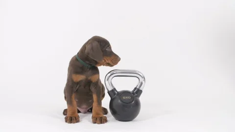 Doberman Puppy Stockbeeldmateriaal 89221884