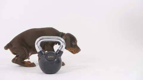 Doberman Puppy Stockbeeldmateriaal 89225870