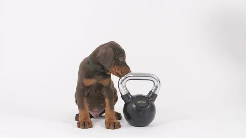 Doberman Puppy Stockbeeldmateriaal 89227596