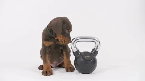 Doberman Puppy Stockbeeldmateriaal 89228820