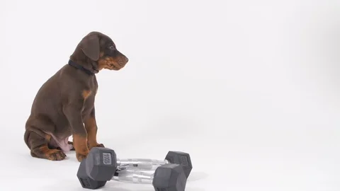 Doberman Puppy Stockbeeldmateriaal 89228904