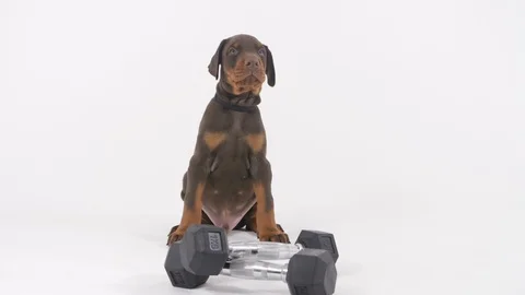 Doberman Puppy Stockbeeldmateriaal 89229089
