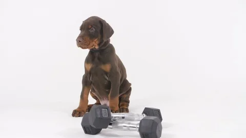 Doberman Puppy Stockbeeldmateriaal 89230177