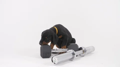 Doberman Puppy Stockbeeldmateriaal 89232886