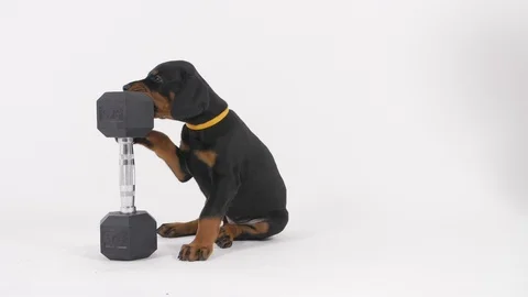 Doberman Puppy Stockbeeldmateriaal 89236694