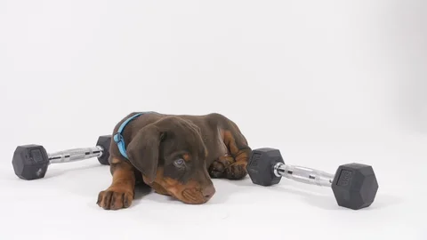 Doberman Puppy Stockbeeldmateriaal 89237508