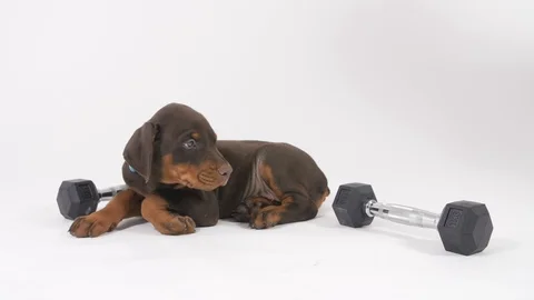 Doberman Puppy Stockbeeldmateriaal 89238409