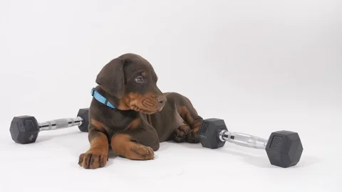 Doberman Puppy Stockbeeldmateriaal 89238666