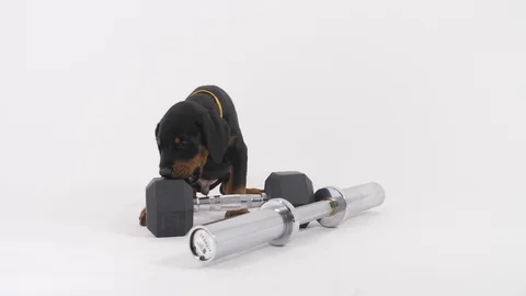 Doberman Puppy Stockbeeldmateriaal 89238684