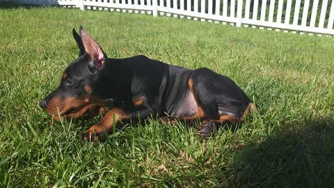 Doberman Puppy Laying In Grass Vidéo 242527099