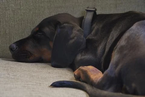 Doberman Puppy Stock Photos