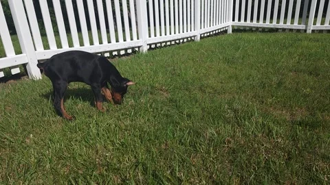 Doberman Puppy Playing In Grass Vidéo 242527319