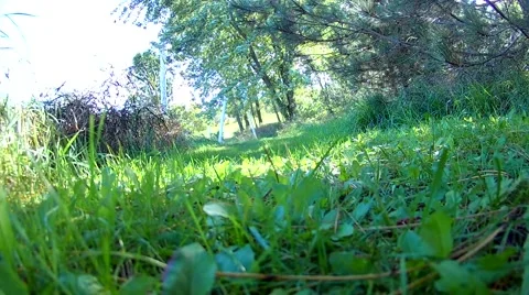 Doberman running fast in beautiful rural area, slow motion Stock Footage