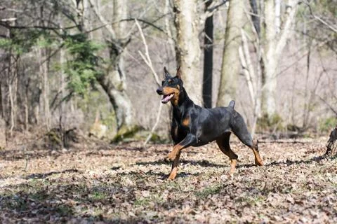 Doberman running Stock Photos