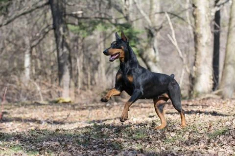 Doberman running Stock Photos