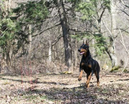 Doberman running Stock Photos