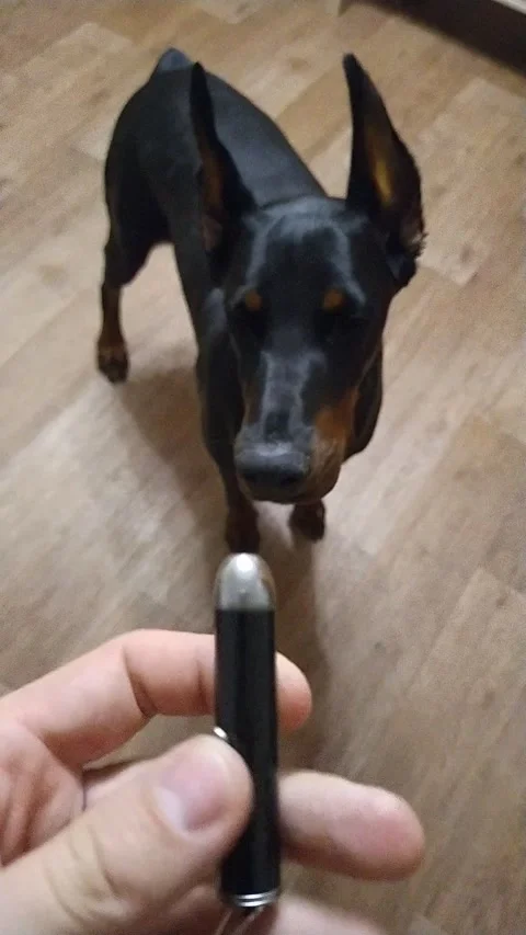 Doberman Sees Laser Pointer for the First Time, Kazan, Russia - 01 Jan 1970 Stock Footage 205353283