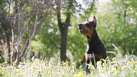 Doberman sits on the grass. Stock Footage 109432069