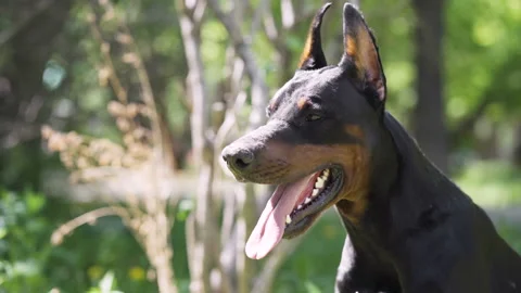 Doberman sits on the grass. Stock Footage 109432221