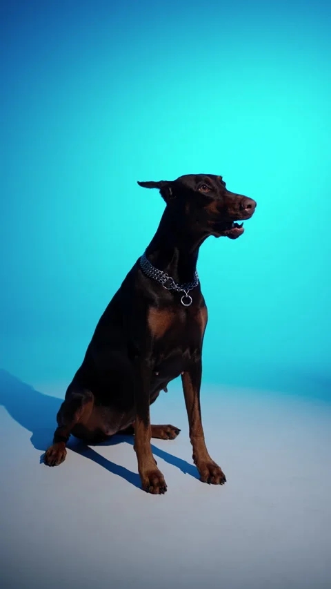 Doberman sitting on bright blue background. Canine Elegance concept Stock Footage 278022447