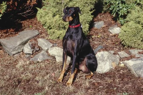 Doberman sitting in yard Stock Photos