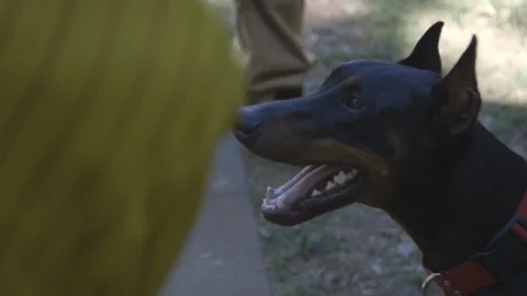 Doberman Slow Motion Stock-Footage 112317327