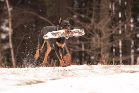 Doberman sony Stock Photos