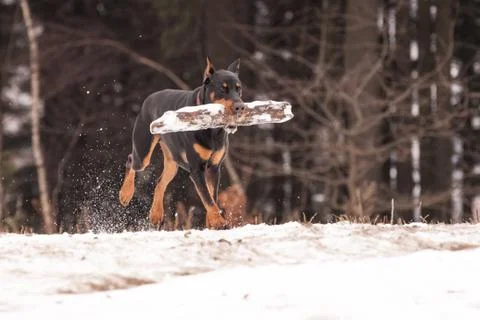 Doberman sony Stock Photos