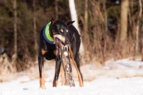 Doberman with stick Foto stock