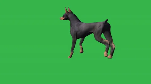 Doberman Walk and Sit Motion Video stock 33895812