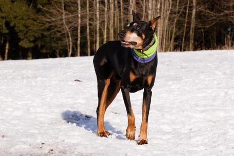 Doberman in winter Foto stock