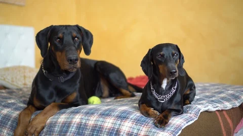 A Dobermann and a Dachshund Resting Together on the Bed Stock Footage 123003149