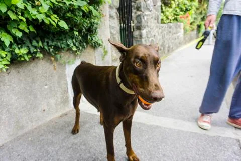 Dobermann with the ball Stock Photos