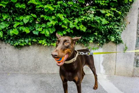 Dobermann with the ball Stock Photos