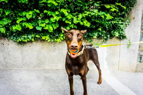 Dobermann with the ball Stock Photos