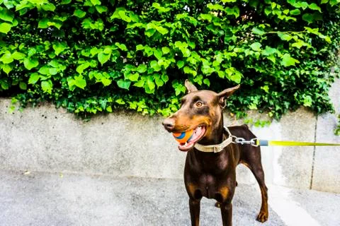 Dobermann with the ball Stock Photos