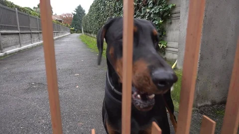 Dobermann Barking to the Camera, Close Up Stock Footage 120085019