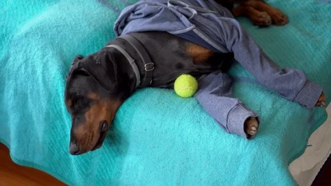 Dobermann Dressed Lilke a Human Sleeping, Close Up Stock Footage 122217123
