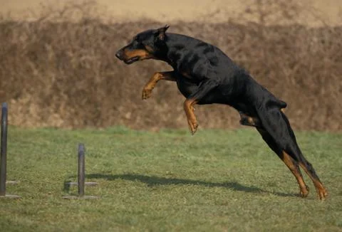 DOBERMANN Stock Photos
