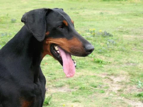 Dobermann portrait Stock Photos