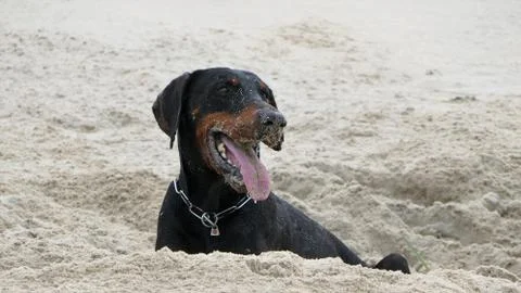 Dobermann sand Stock Photos